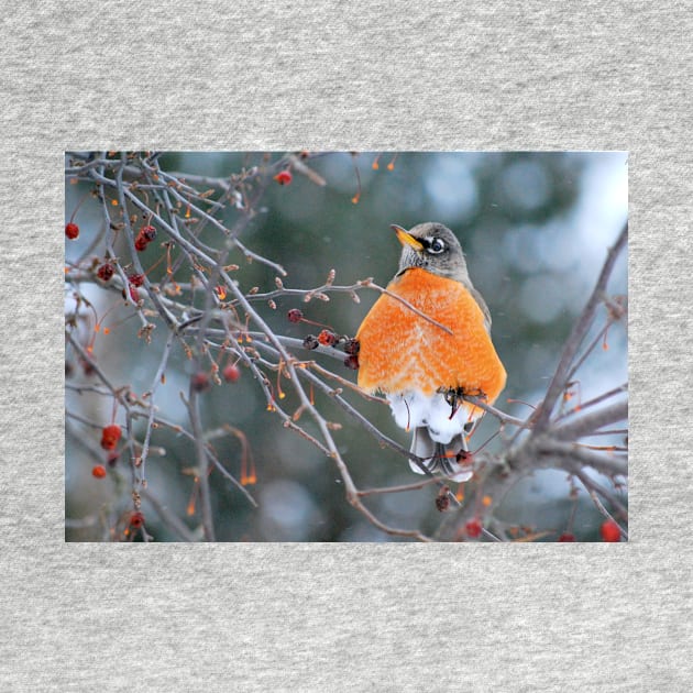 Robin in Winter #3 by LaurieMinor